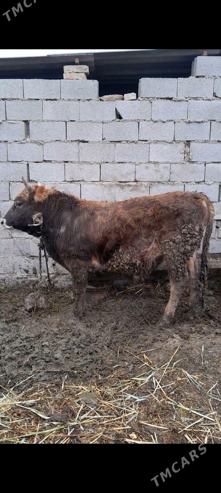 okuz - Бахарден - img 1