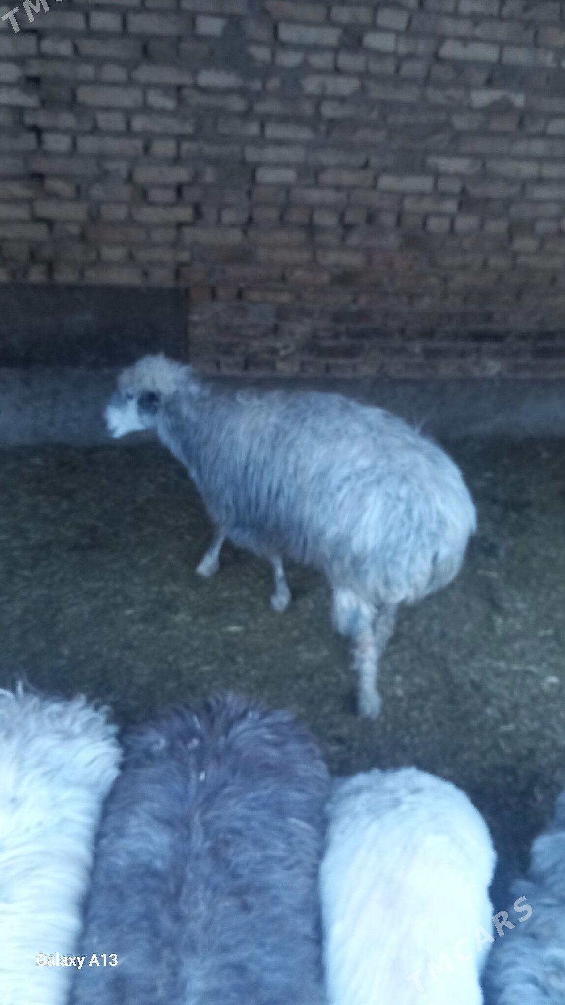 Boğaz goyunlar - Чарджоу - img 1