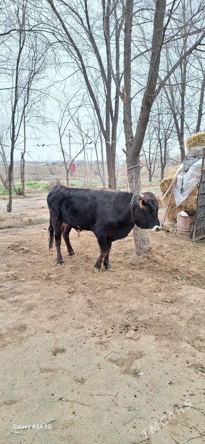 okuz - Анев - img 1