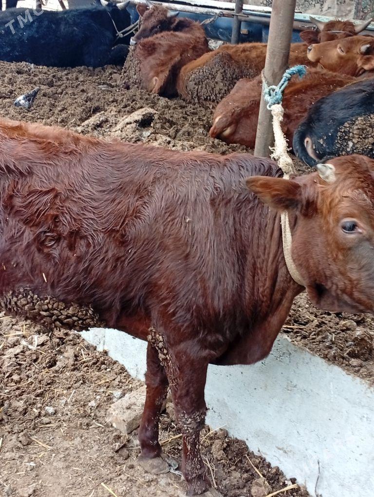 okuzler - Türkmenabat - img 1