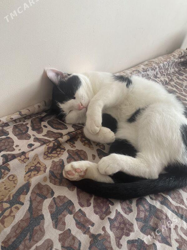 кот пушок - Туркменабат - img 1