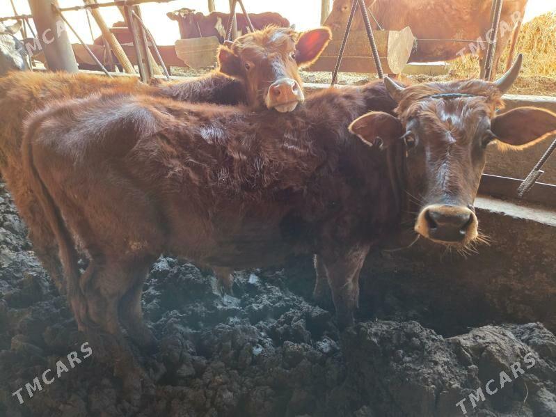 okuzler - Çärjew - img 1