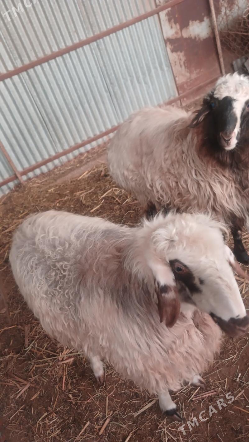 TURKMEN GOYUN - Mary - img 1