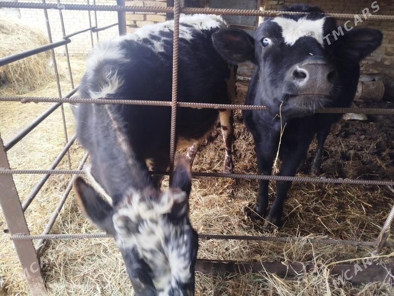 Göle - Mary - img 1