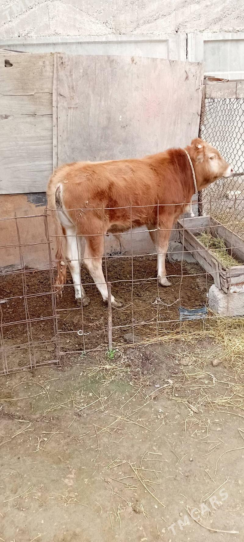 şwes öküz - Büzmeýin - img 1