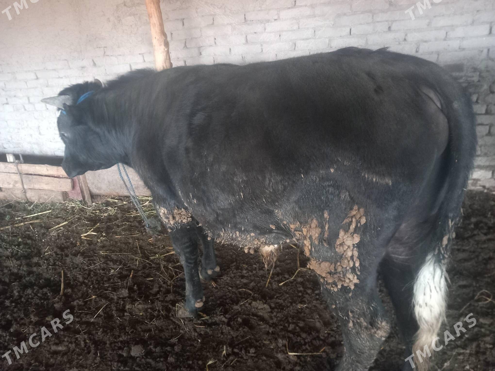 okiz - Гороглы (Тагта) - img 1