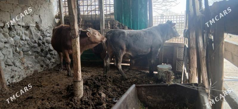 SWES OKUZLER - Bäherden - img 1