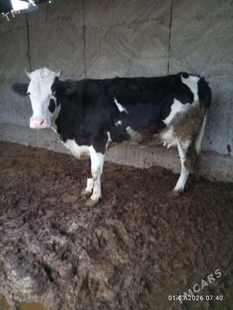 sygyr - Бузмеин - img 1