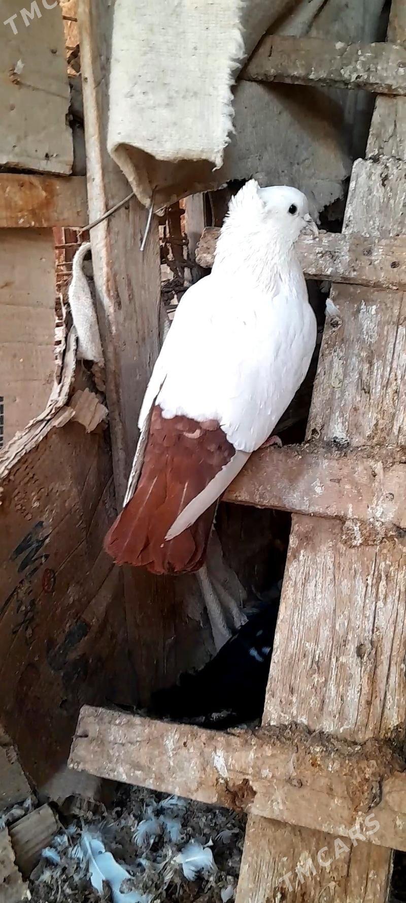 kepderi - Mary - img 1