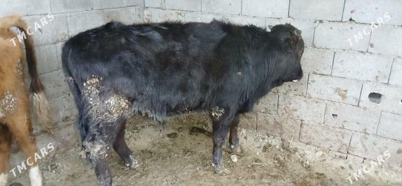 ökuz - Гёкдепе - img 1