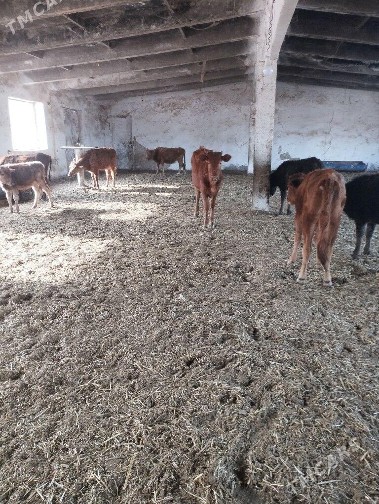 göle - Mary - img 1