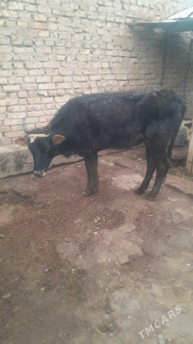 tuwe okuz - Теджен - img 1