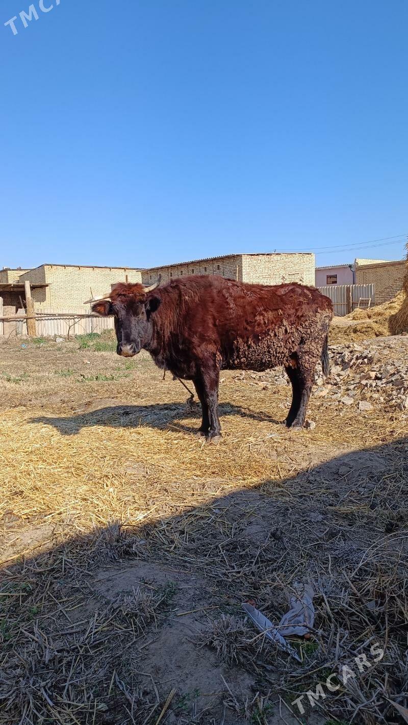 bogaz sygyr - Çärjew - img 1