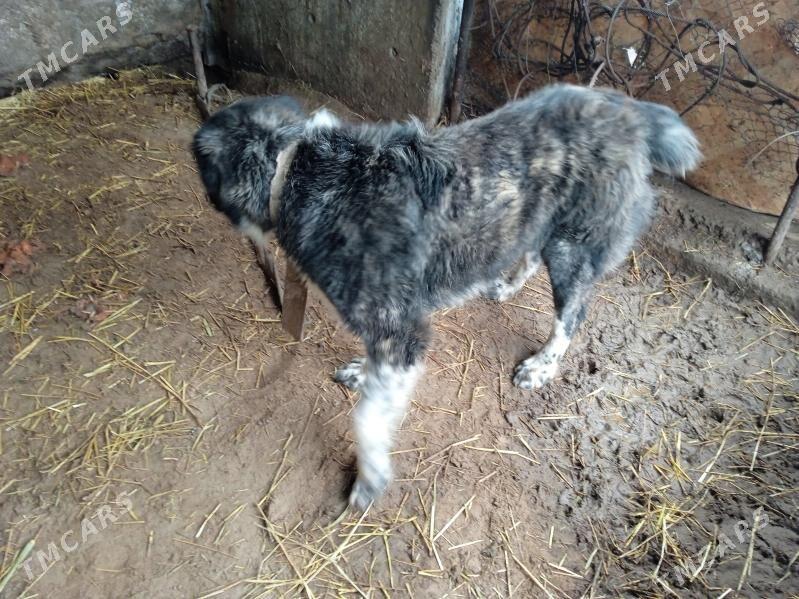 Туркмен ити - Ашхабад - img 1