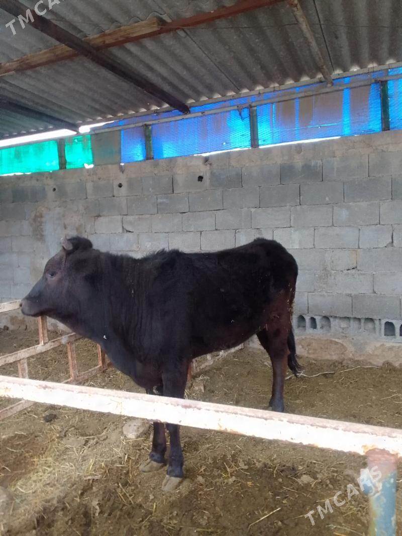 tuwe - Gökdepe - img 1