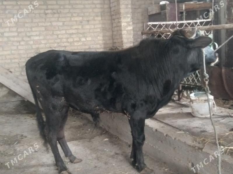 ÖKÜZ - Чарджоу - img 1