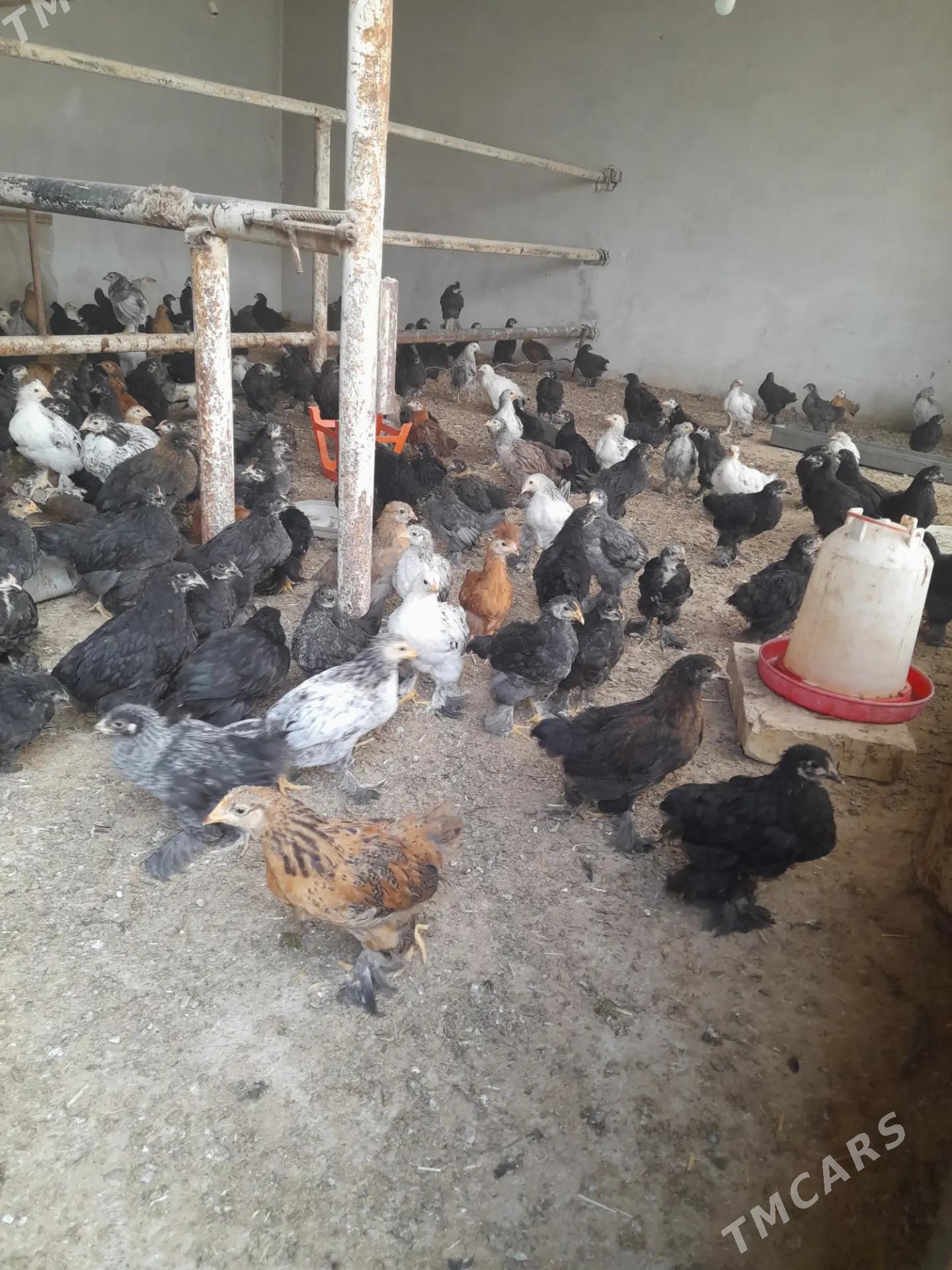 balakly jujeler - Sakarçäge - img 1