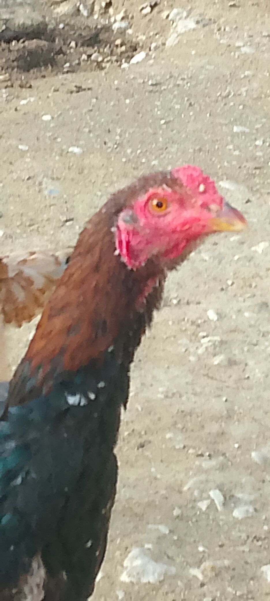 Horaz juje - Балканабат - img 1