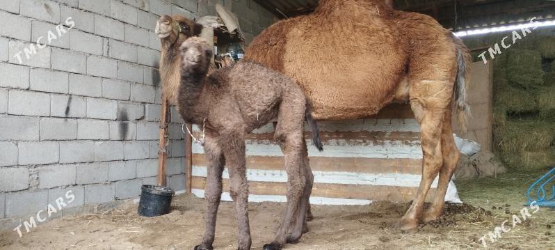 Köşekly düýe - Gökdepe - img 1