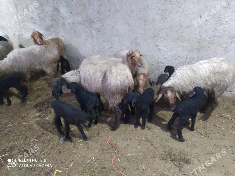 гузылы гойун - Гызыларбат - img 1