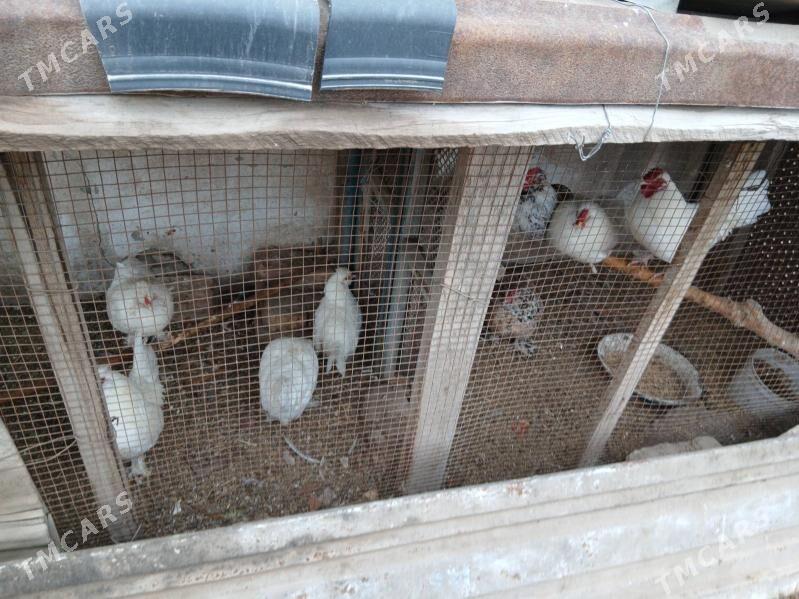 ýaponcik towuk - Туркменабат - img 1