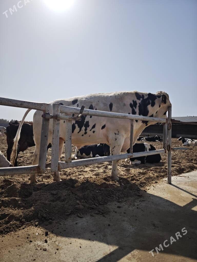 Kanatga okuz - Gökdepe - img 1