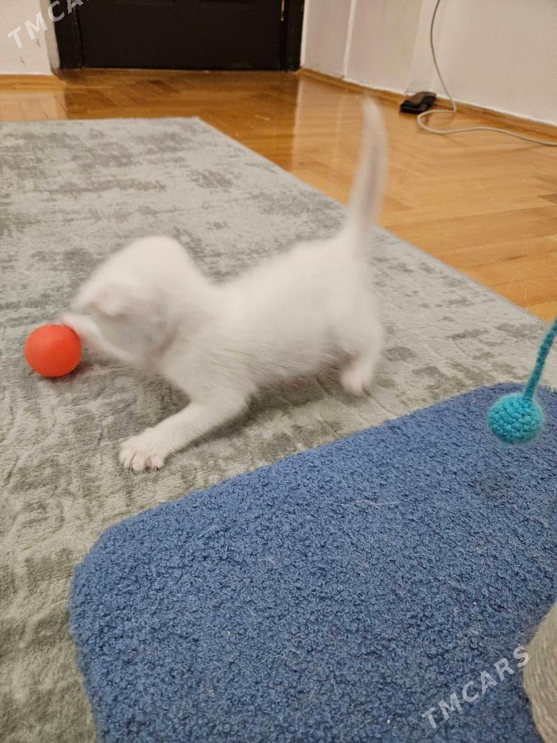 Мальчик беленький - Ашхабад - img 1