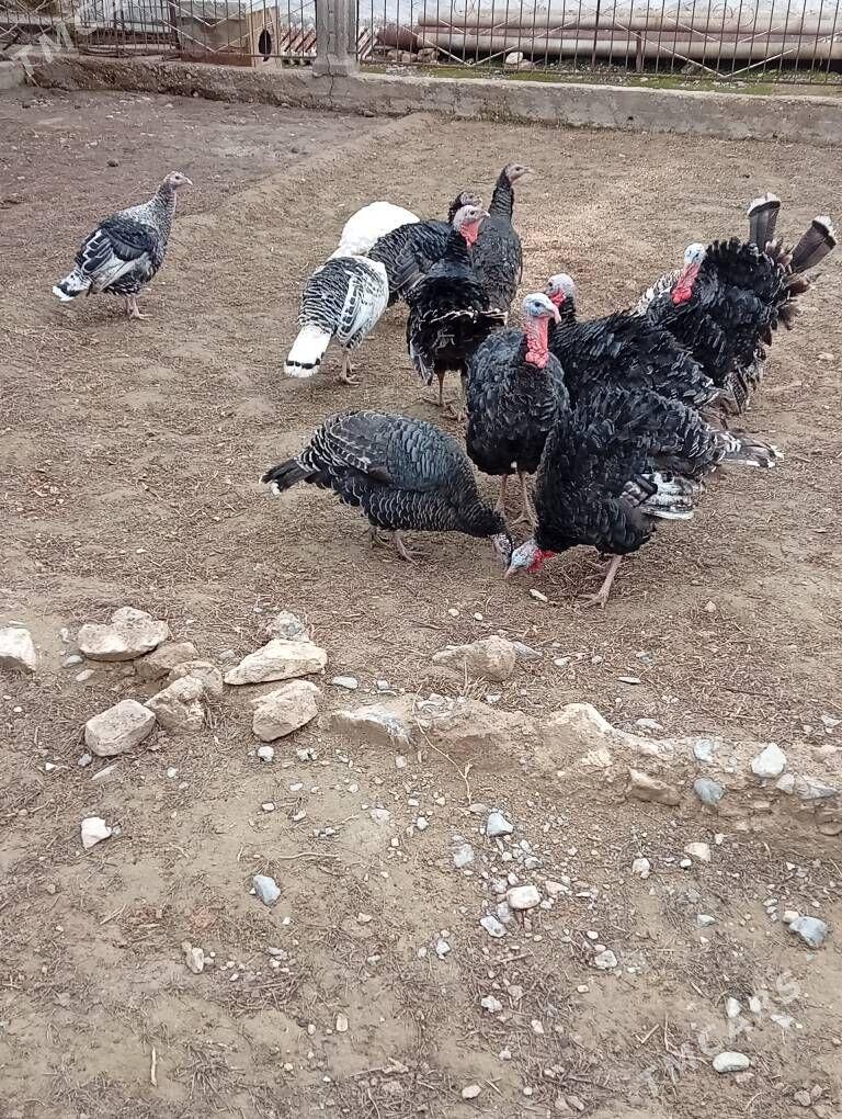 induklar - Gyzylarbat - img 1