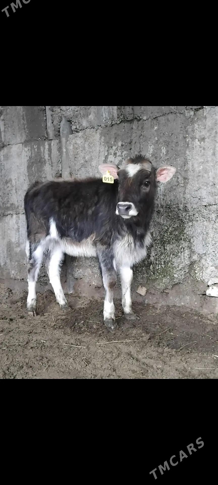 4 ŠWES OKUZ - Ашхабад - img 1