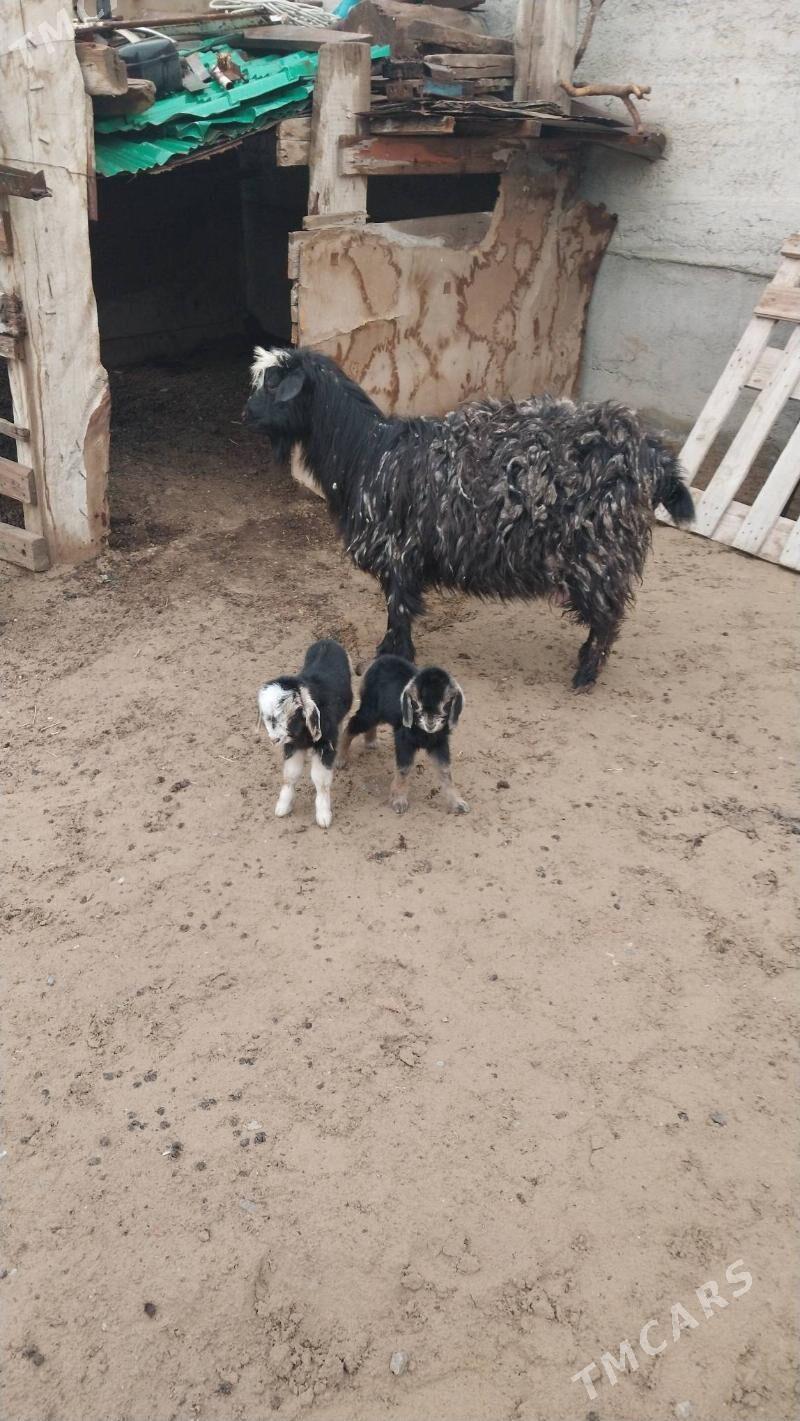 Geçi ovlakly - Гарадамак - img 1