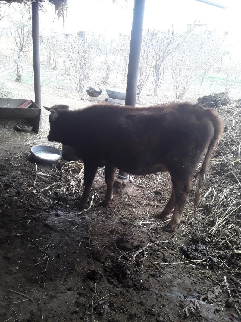 sygyr - Dänew - img 1