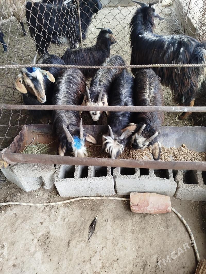 cewis - Gökdepe - img 1