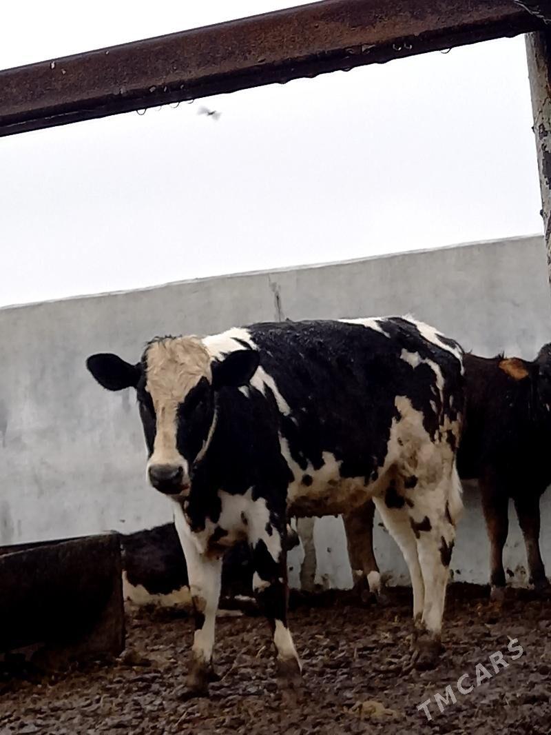 GARALA GALIŞDEÝIN TÜWE - Gökdepe - img 1