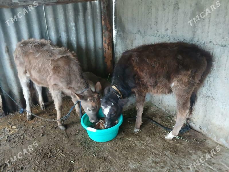 Tüwe tohum - Гёкдепе - img 1