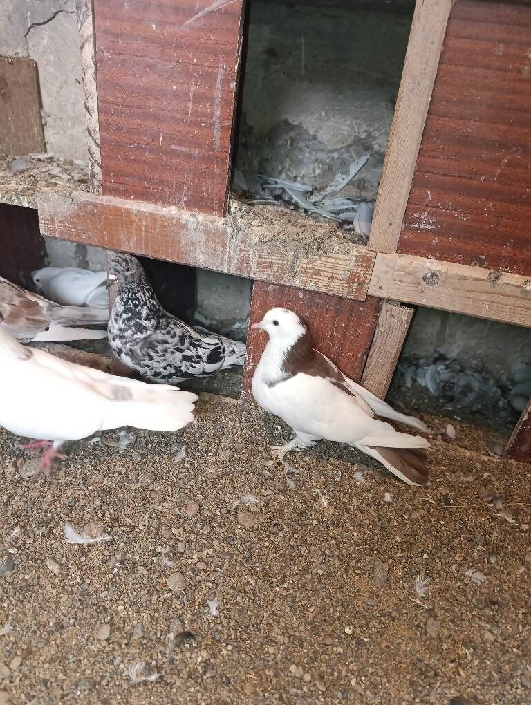 kepder голуби - Türkmenbaşy - img 1