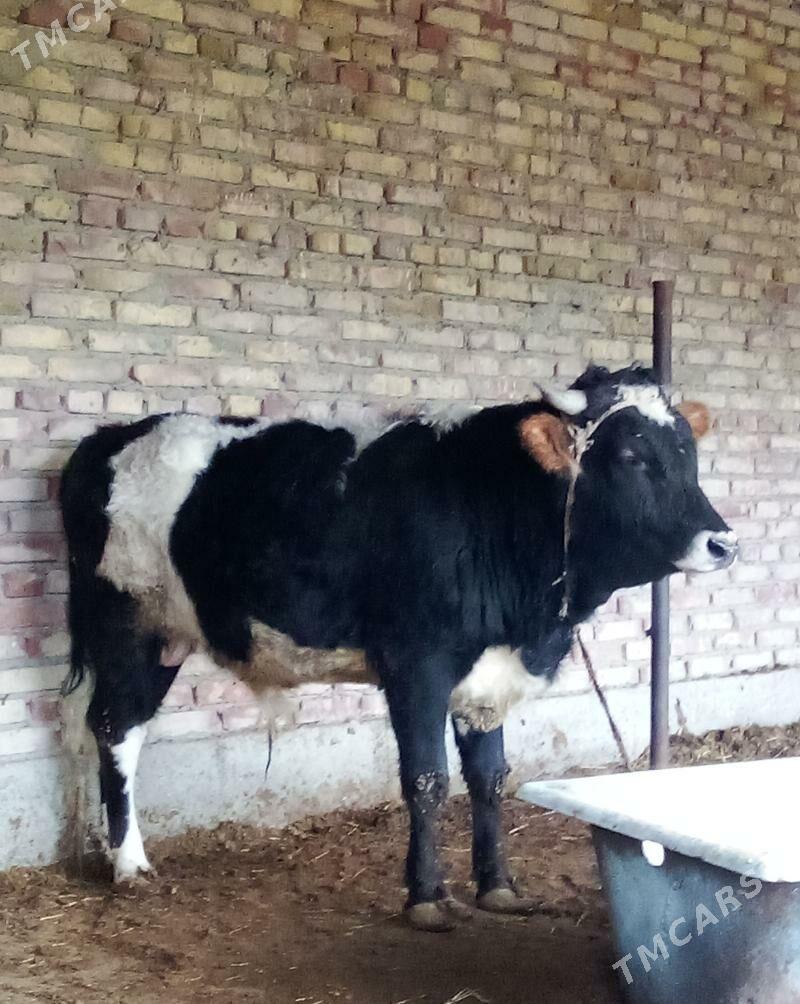 Tohum Öküzler Gibrit 2 Sany - Гёкдепе - img 1