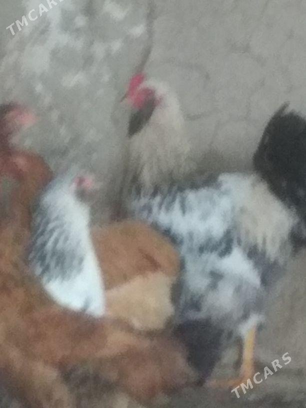 Horaz Ýaş - Bäherden - img 1