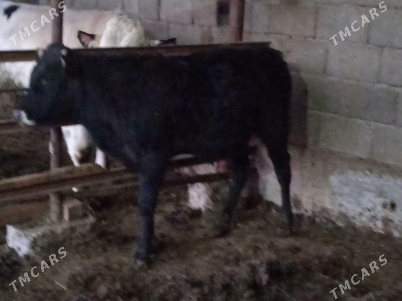 okuz - Aşgabat - img 1