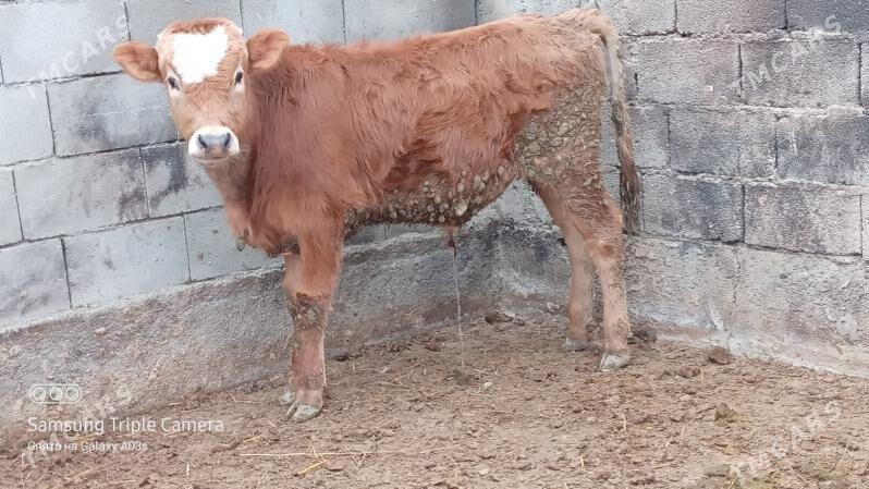 okuz - Гёкдепе - img 1