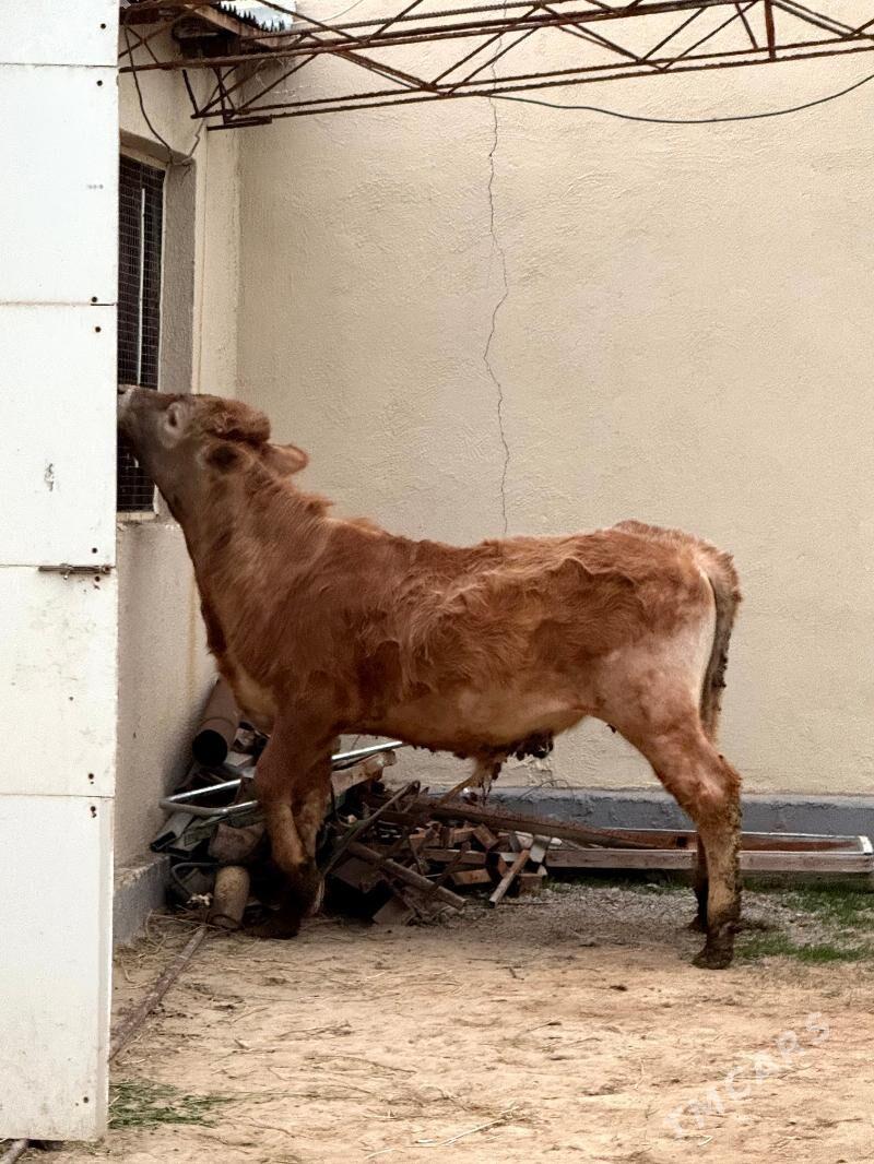 okuz - Ak bugdaý etraby - img 1