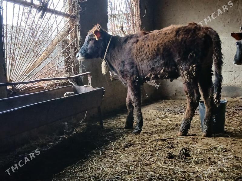 tuwe - Bäherden - img 1