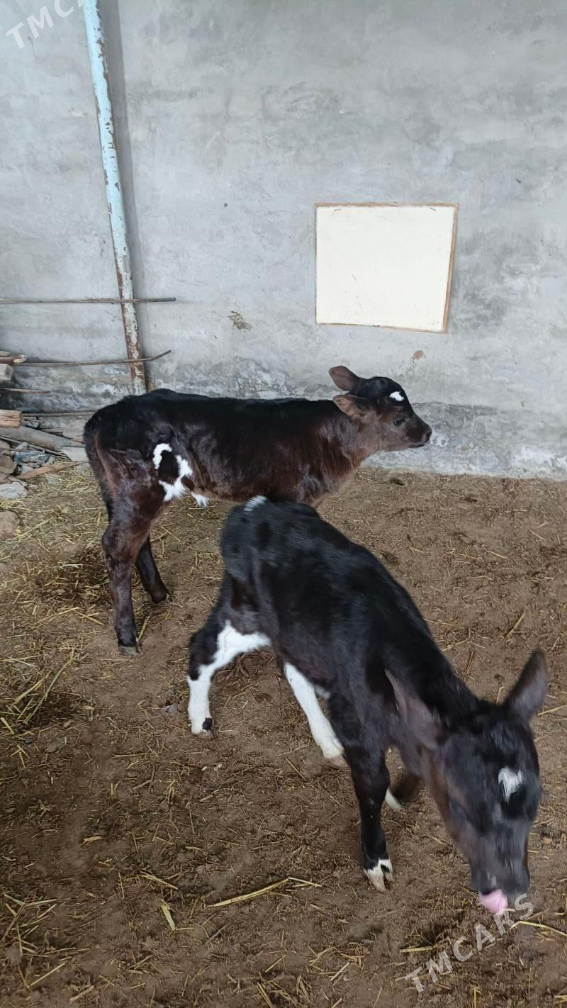 Göle oküzce gulajyn gibirit - Векильбазар - img 1