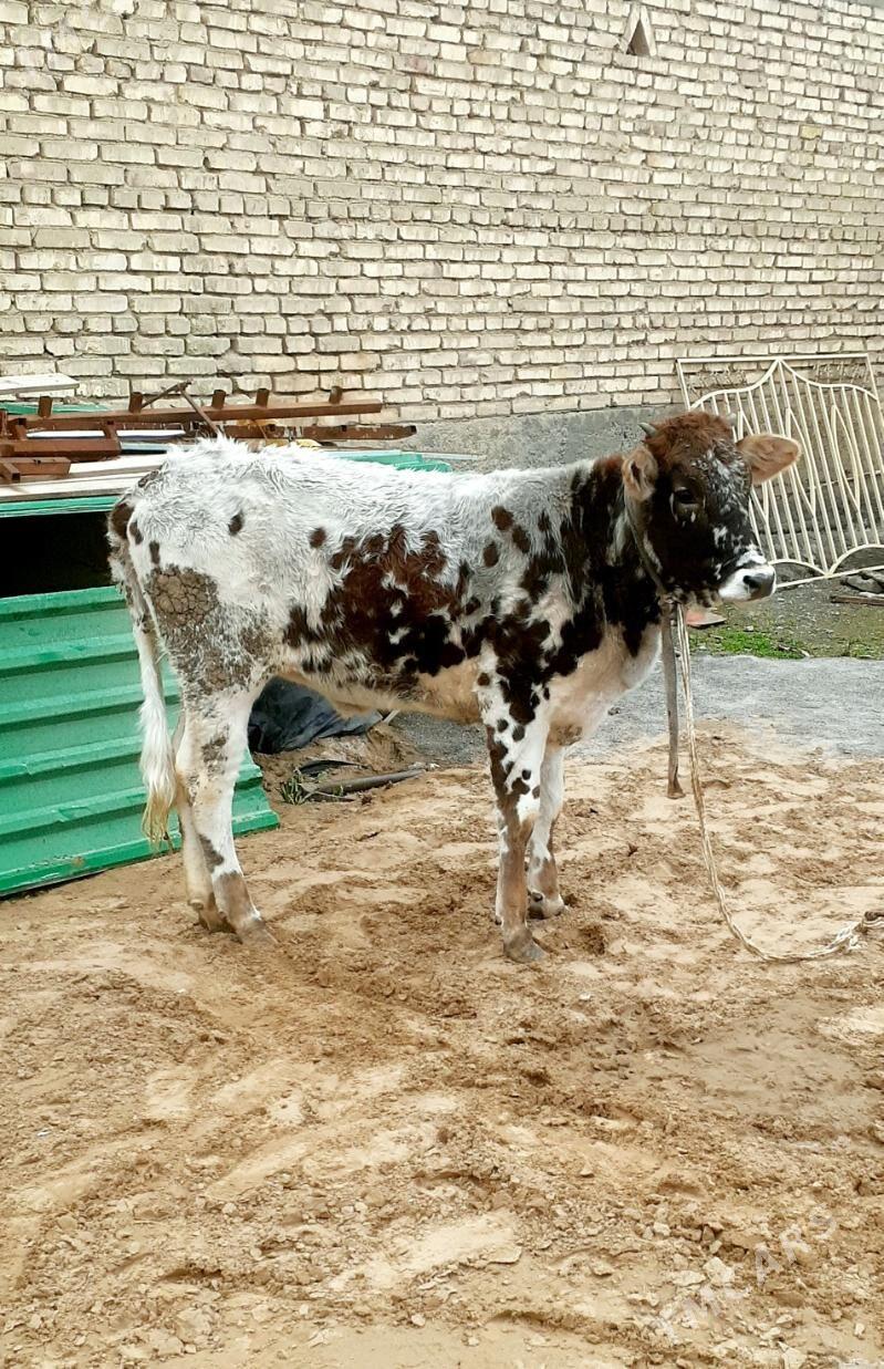 tuwe - Гарадамак - img 1