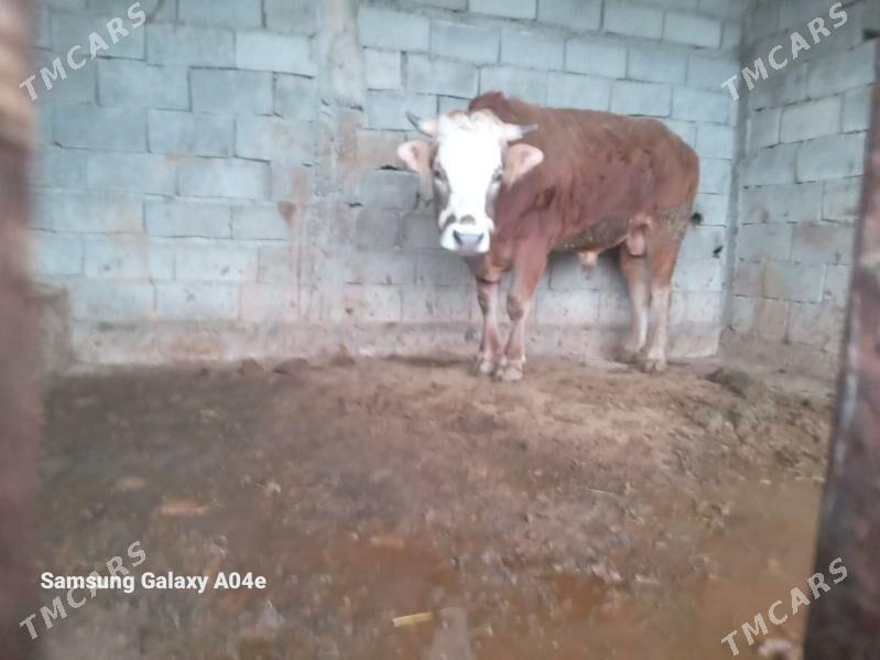 Öküz - Gökdepe - img 1