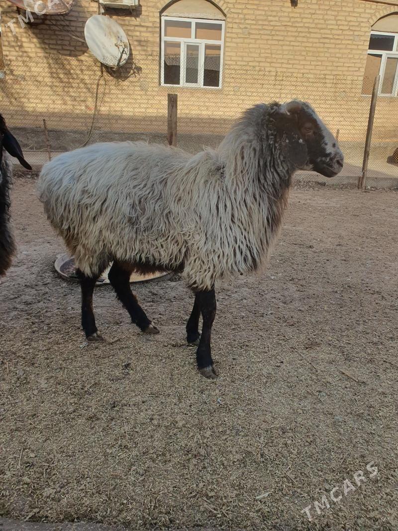 issek - Гарадамак Шор - img 1