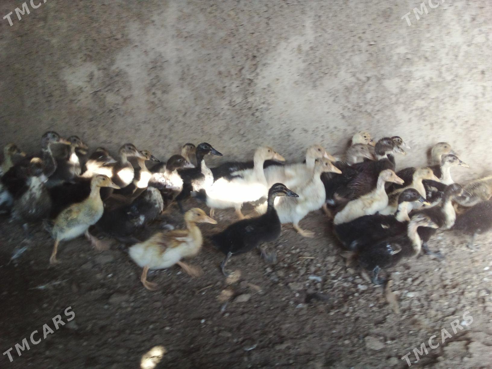 induwutga yasyl bas - Mary - img 1