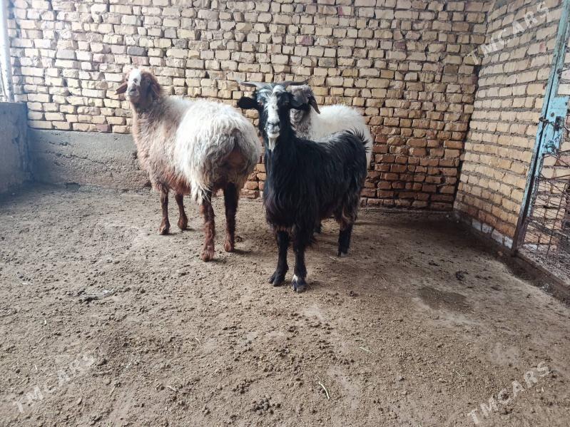 goyun - Balkanabat - img 1