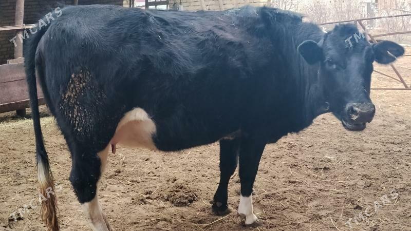 Yetik boğaz unajyn - Фарап - img 1