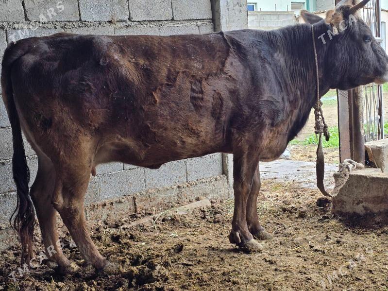 Bakylan sygyr - Ашхабад - img 1