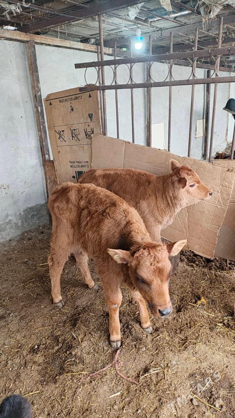 Göle oküzce - Wekilbazar - img 1